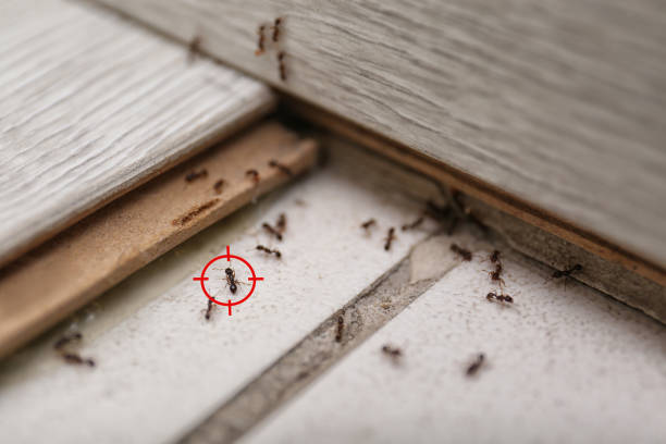 Best Wasp Removal Services  in Shafter, CA