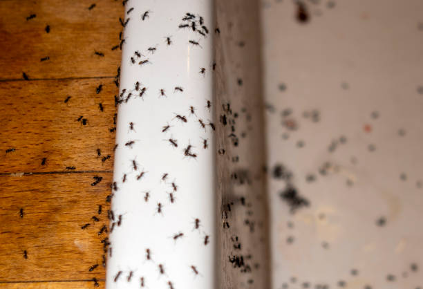 Best Affordable Pest Control Services  in Shafter, CA