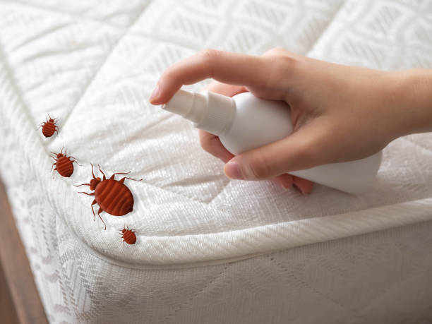 Best Pest Removal Services  in Shafter, CA